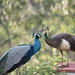 Luksustelt Eco Farm 'de Waeldernis' De Waal