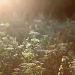 Eco Farm 'de Waeldernis' De Waal