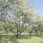 Eco Farm 'de Waeldernis' Luxuszelt *