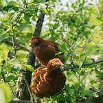 Eco Farm 'de Waeldernis' * De Waal