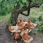Eco Farm 'de Waeldernis' * De Waal