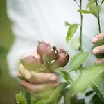 Luxuszelt Eco Farm 'de Waeldernis' *