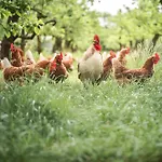 Eco Farm 'de Waeldernis' * De Waal