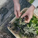 Eco Farm 'de Waeldernis' * De Waal