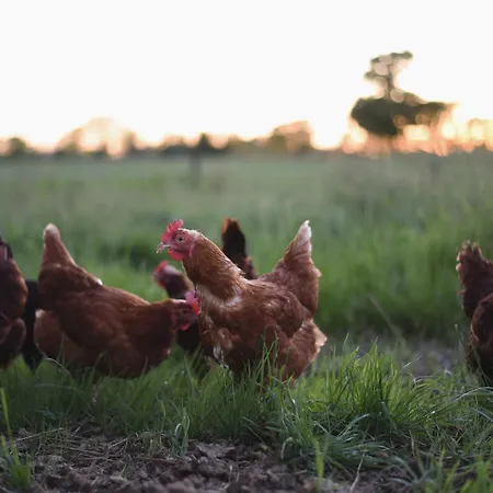 Eco Farm 'de Waeldernis' * De Waal
