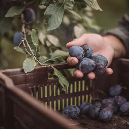 Eco Farm 'de Waeldernis' Luksustelt