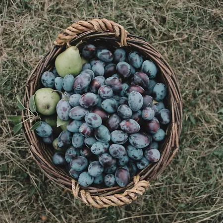 Eco Farm 'de Waeldernis' Luxury tent De Waal