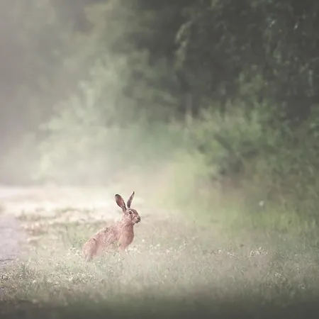 럭셔리텐트 Eco Farm 'de Waeldernis' *