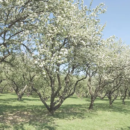Eco Farm 'de Waeldernis' ラグジュアリーテント *