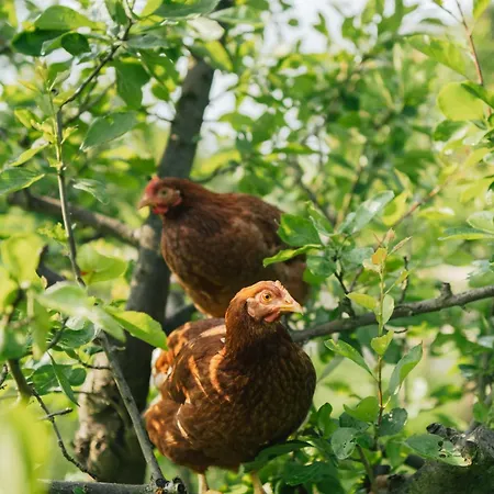 Eco Farm 'de Waeldernis' * デ・ワール