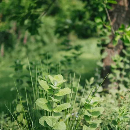 Luxury tent Eco Farm 'de Waeldernis'