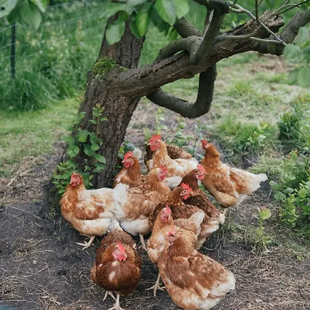 Eco Farm 'de Waeldernis' * De Waal