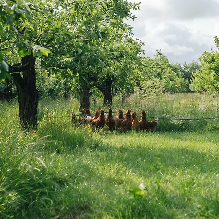 Eco Farm 'de Waeldernis' 럭셔리텐트 데발