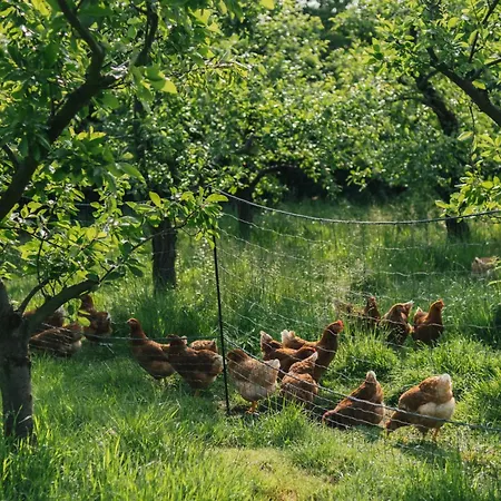 Eco Farm 'de Waeldernis' * De Waal