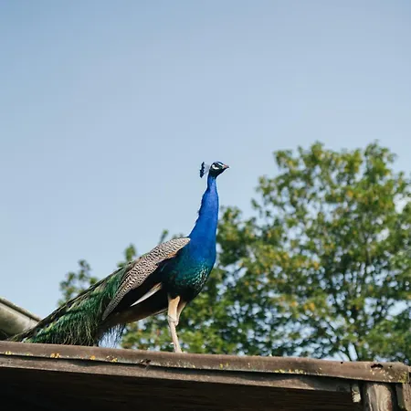 Eco Farm 'de Waeldernis' * De Waal