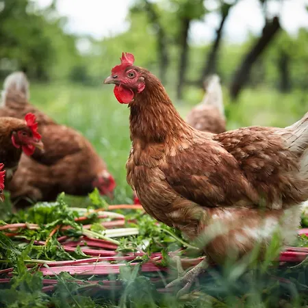 Eco Farm 'de Waeldernis' Campo de lujo *