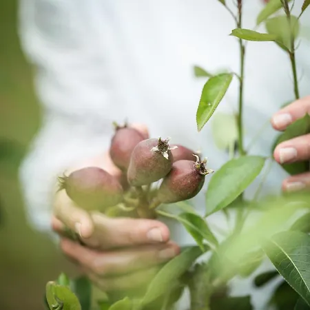 Luxury tent Eco Farm 'de Waeldernis' *