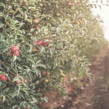 Eco Farm 'de Waeldernis' ラグジュアリーテント デ・ワール