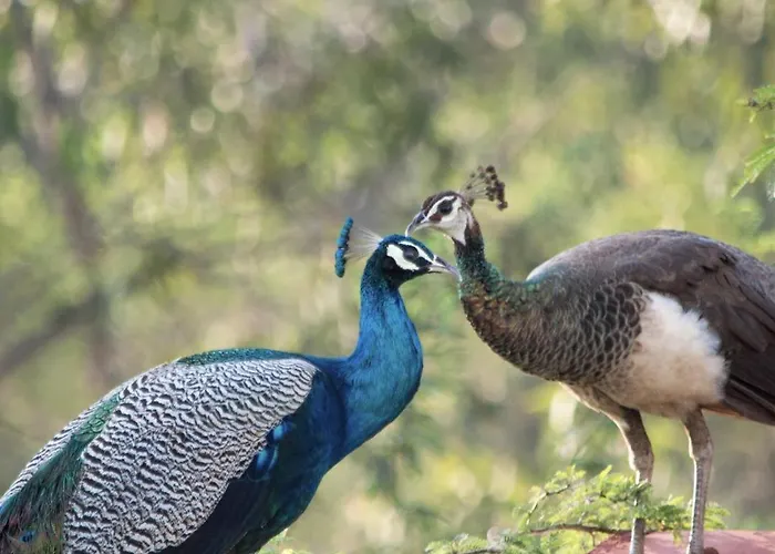 Campo de lujo Eco Farm 'de Waeldernis' De Waal