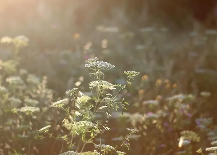 Eco Farm 'de Waeldernis' De Waal