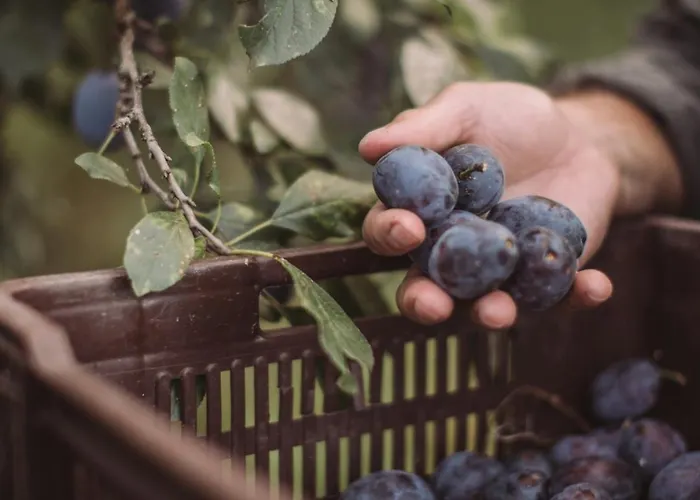 Eco Farm 'de Waeldernis' Campo de lujo