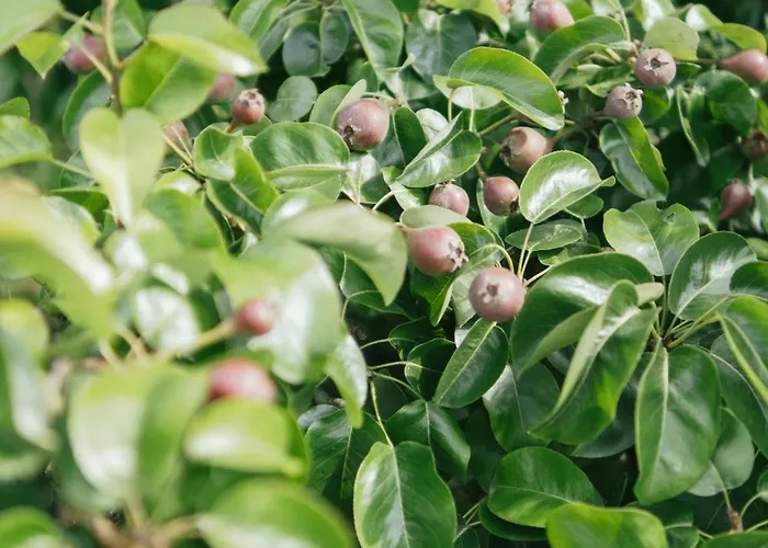 Eco Farm 'de Waeldernis' De Waal