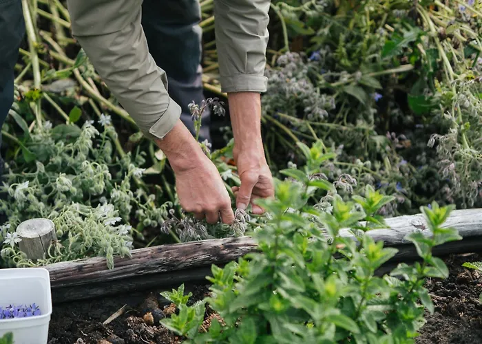 Eco Farm 'de Waeldernis' *