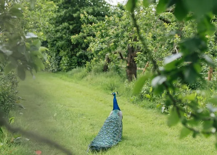 Eco Farm 'de Waeldernis' Campo de lujo *