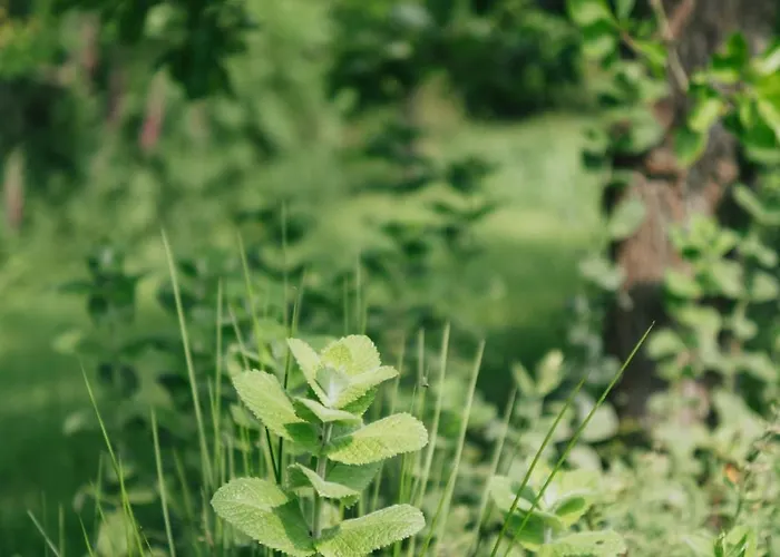 Campo de lujo Eco Farm 'de Waeldernis'