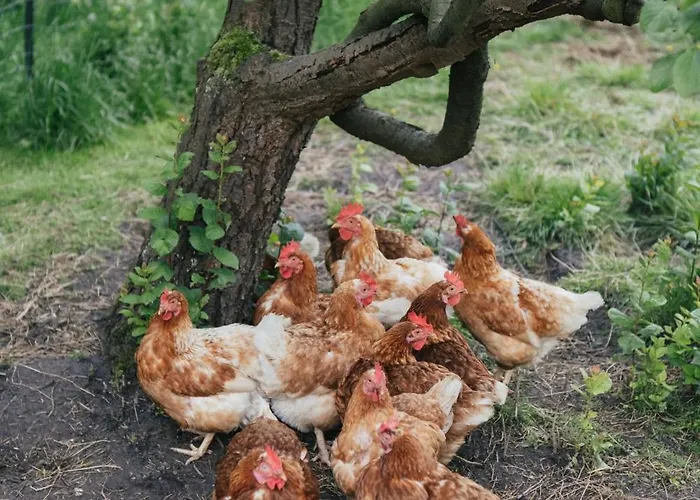 Eco Farm 'de Waeldernis' * De Waal