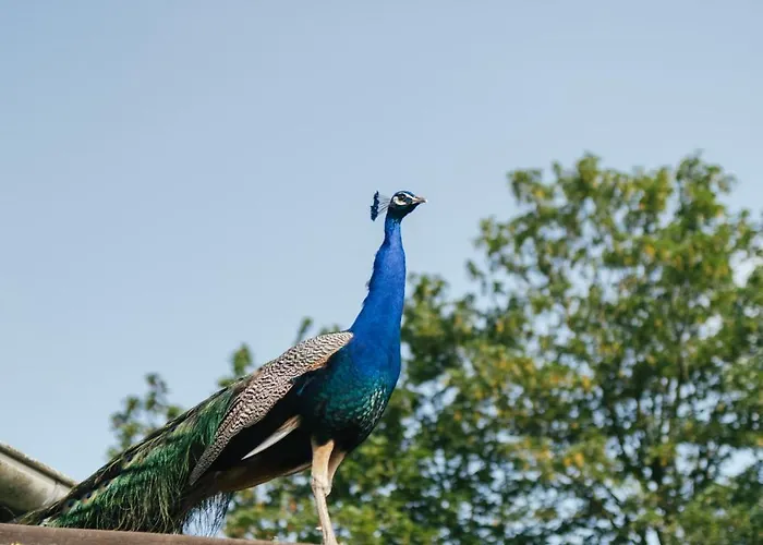 Eco Farm 'de Waeldernis' * De Waal