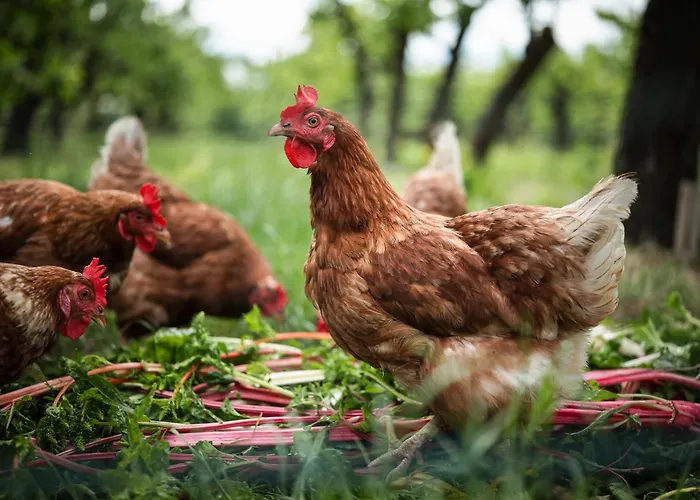 Eco Farm 'de Waeldernis' Campo de lujo *