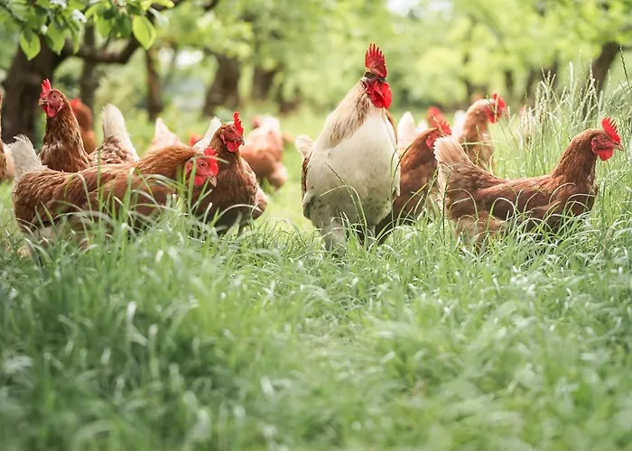 Eco Farm 'de Waeldernis' * De Waal