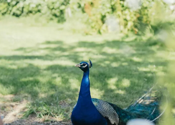 Eco Farm 'de Waeldernis' Campo de lujo *