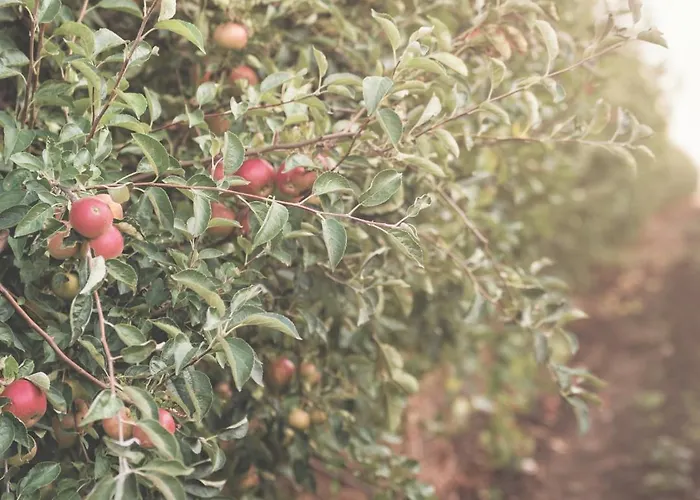 Eco Farm 'de Waeldernis' Campo de lujo De Waal