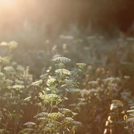 Eco Farm 'de Waeldernis' De Waal