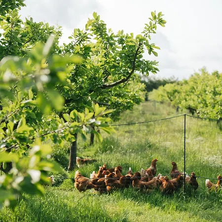 Eco Farm 'de Waeldernis' *