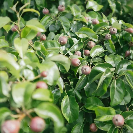 Eco Farm 'de Waeldernis' De Waal
