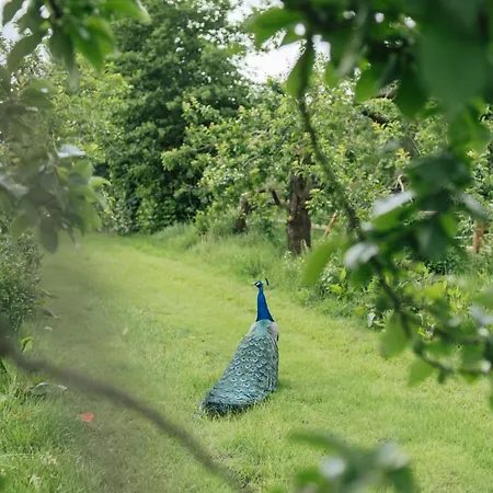 Eco Farm 'de Waeldernis' Lüks kamp alanı *