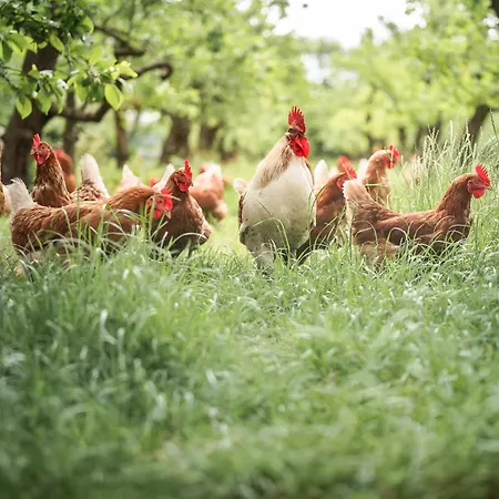 Eco Farm 'de Waeldernis' * De Waal