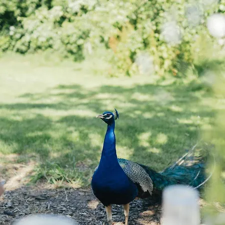 Eco Farm 'de Waeldernis' Lüks kamp alanı *