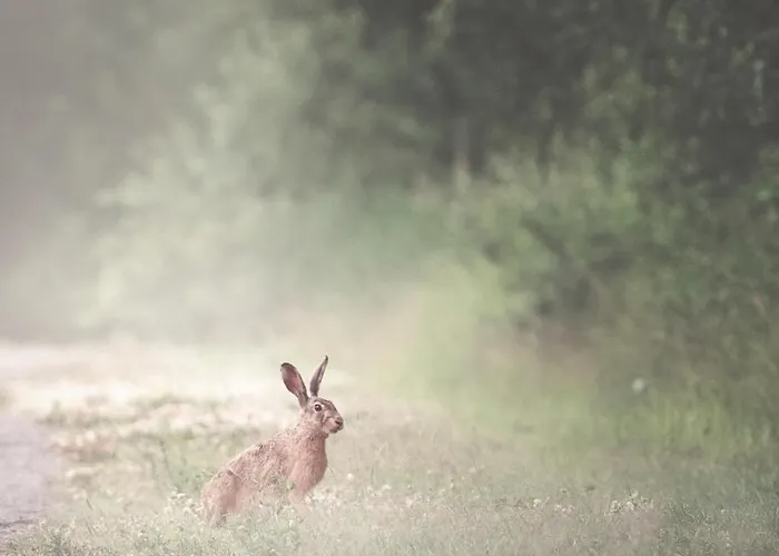 Luxury tent Eco Farm 'de Waeldernis' *